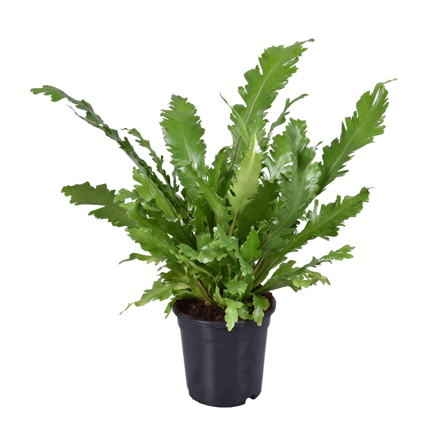 Asplenium Nidus Paproć Nido Ptasie - Roślina doniczkowa Ø17cm - Wysokość 45cm