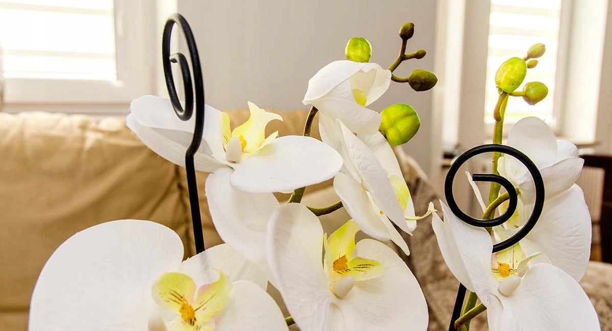 INIFLM Lot De 10 Bâtons De Support Pour Orchidées En Métal
