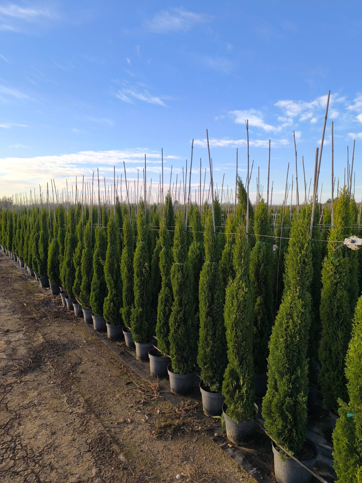 Sunny Tree - Totem Cypres Italien 150-160 CM Cupressus Sempervirens - Résistant au gel jusqu'à -18 - Conifère à feuillage persistant - Cyprès - 3