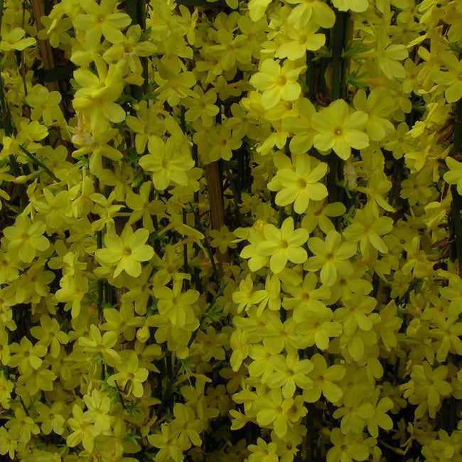 Jasmin d'hiver - jasminum nudiflorum 1,5L - 40/60cm - 3