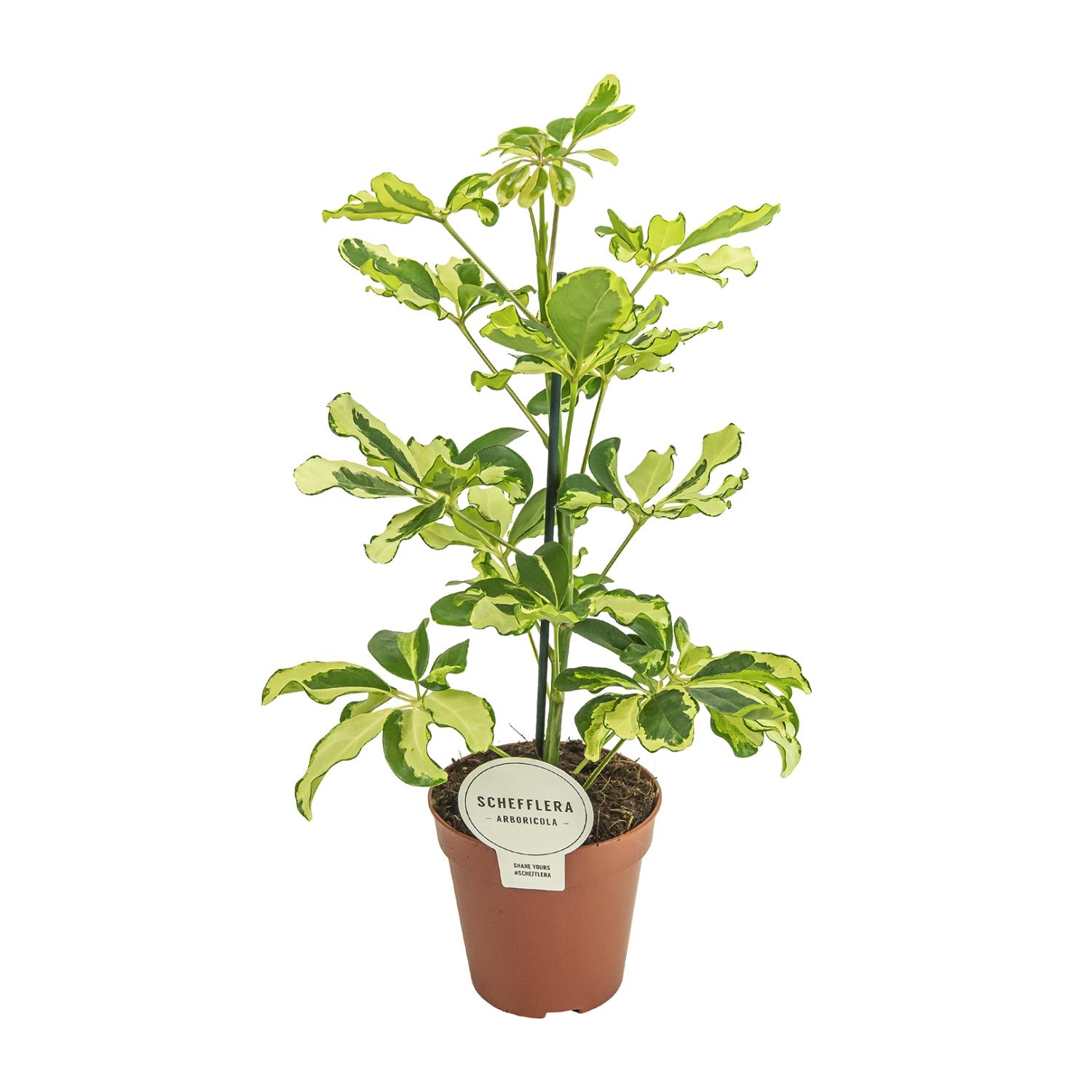 Schefflera Charlotte - Ø13cm - Wysokość 45cm