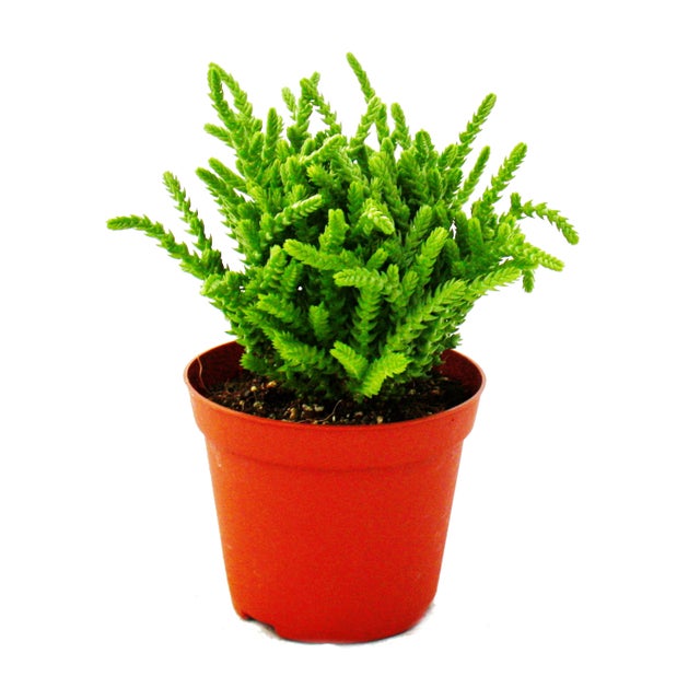 Plante succulente - Crassula lycopodioides - queue de souris - en pot de 8,5cm