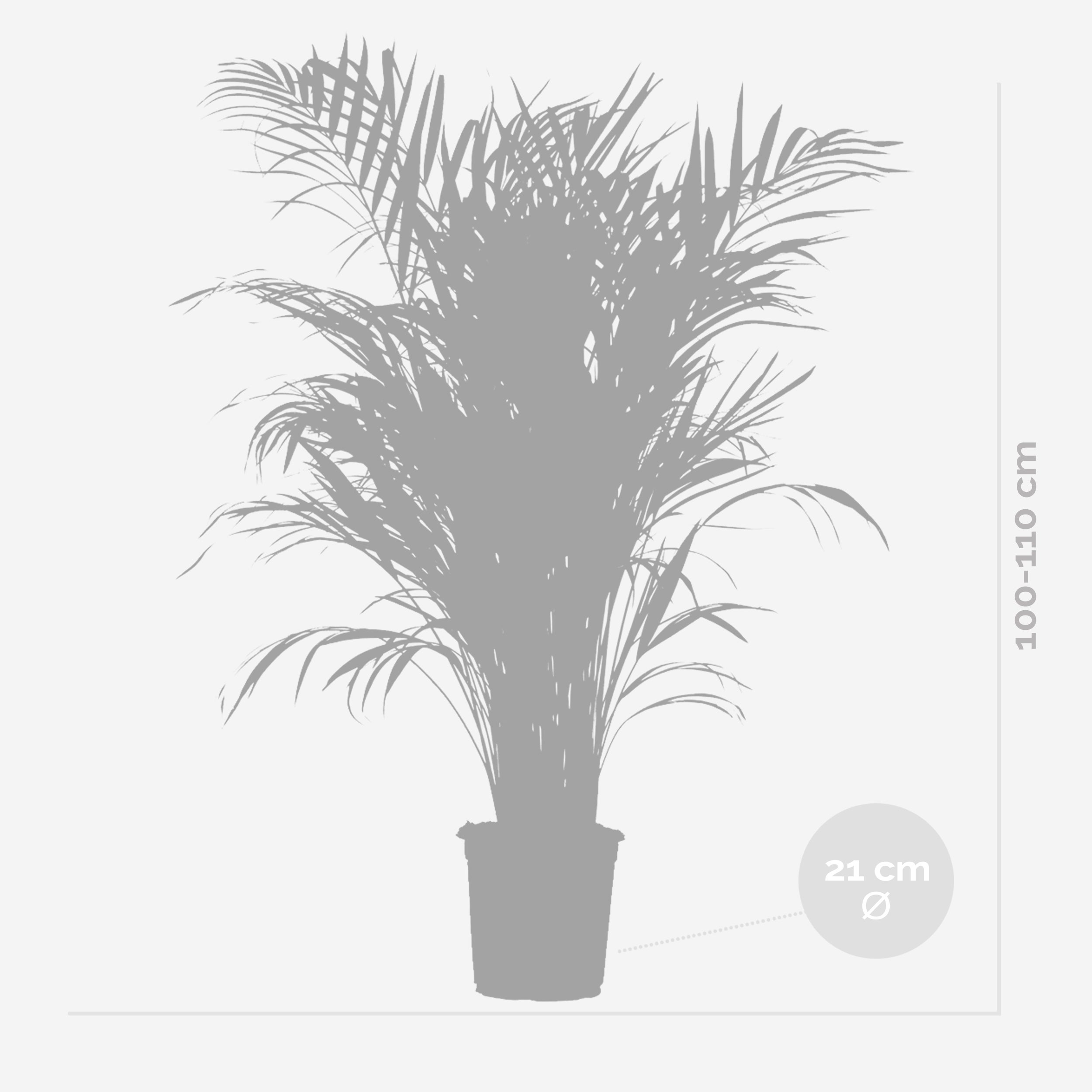 Dypsis Lutescens - Palmier Areca - Plantes d’intérieur - Dépolluante - H. 100-110 cm - P. 21 cm - 5