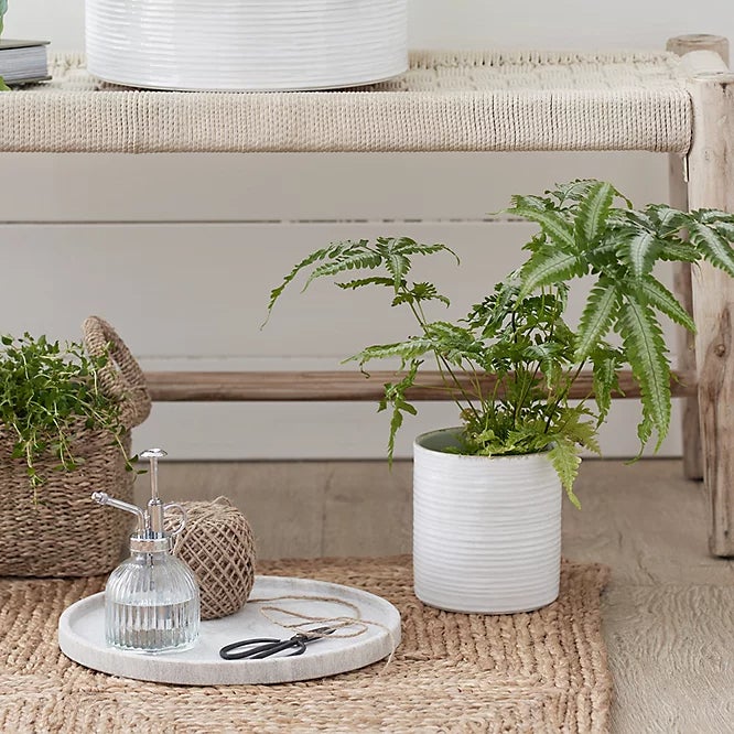 Bouteille d'arrosage en verre transparent, vaporisateur de plantes, petit arrosoir en verre pour plantes en pot d'intérieur, jardin - 5