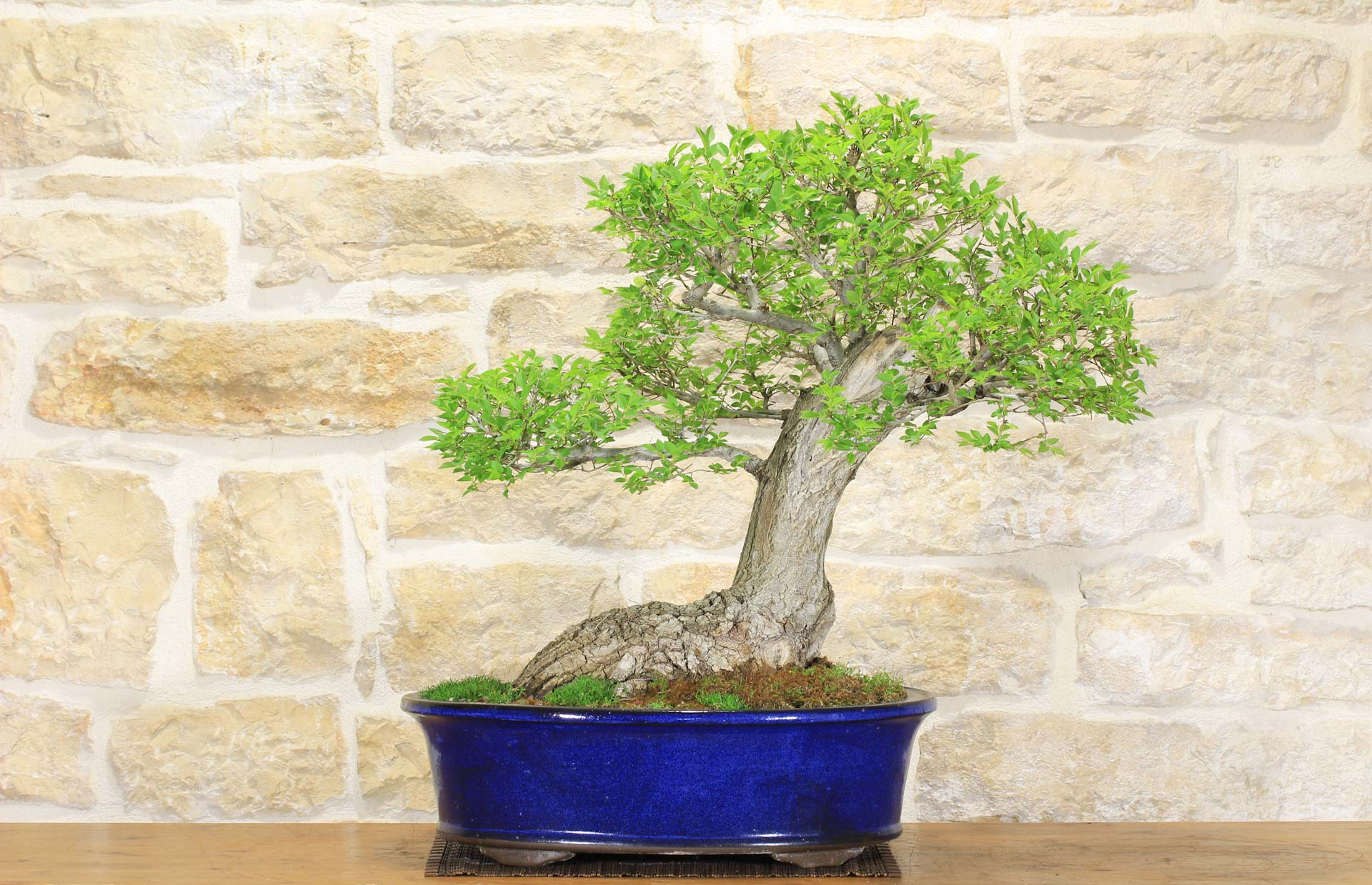 larch bonsai tree Japanese Larch (Larix kaempferi) - Bonsai or Landscape 5 main image 0