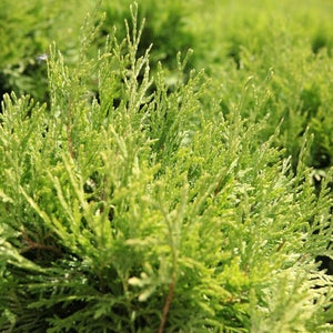 thuja aurea nana THUJA AUREA NANA – Sydney's Plant Market main image 0