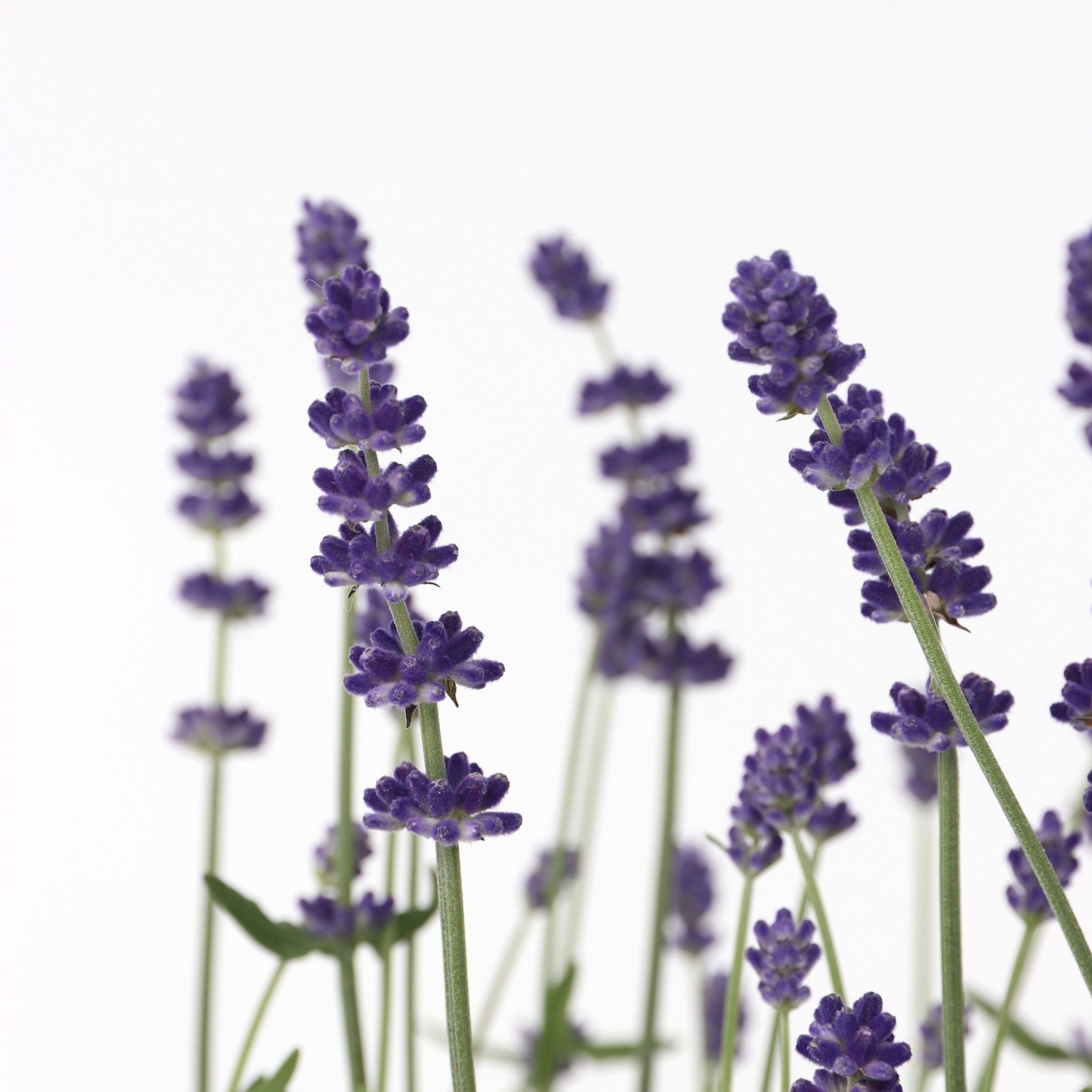 Pianta di lavanda - 12 Pezzi - Lavandula angustifolia - a10-15cm - ⌀10,5cm - 4