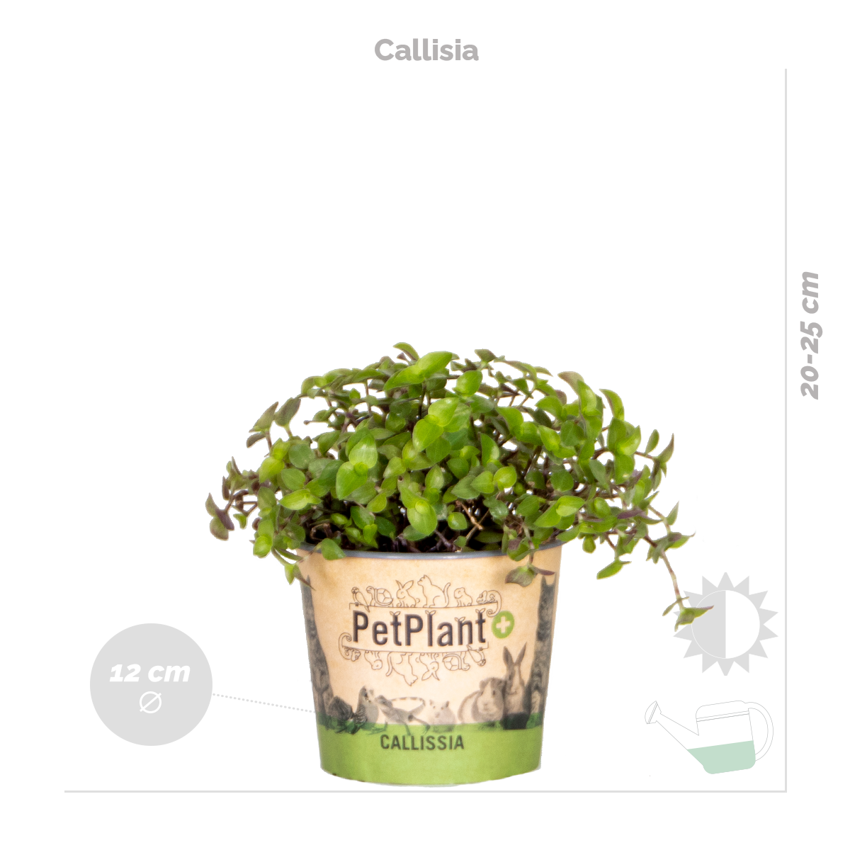 Lot de 3 - Mélange plantes d’intérieur sans danger pour les animaux - 4