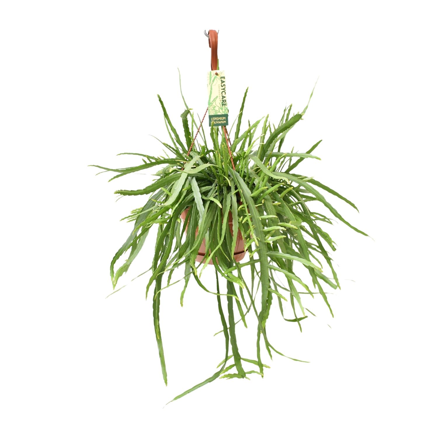 Lepismium Bolivianum kaktus doniczkowy Ø17cm wysokość 55cm roślina zwisająca dekoracyjna łatwa pielęgnacja