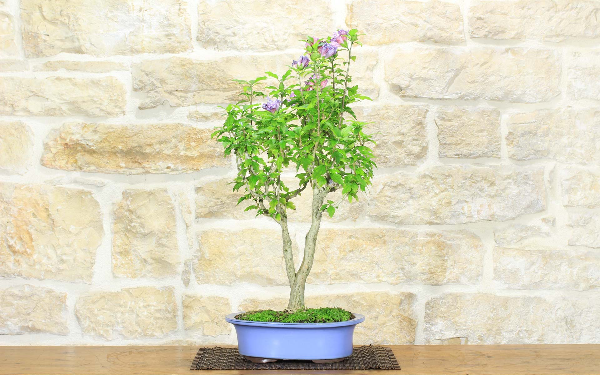 Bonsai di Hibiscus Syriacus (5) | Leroy Merlin
