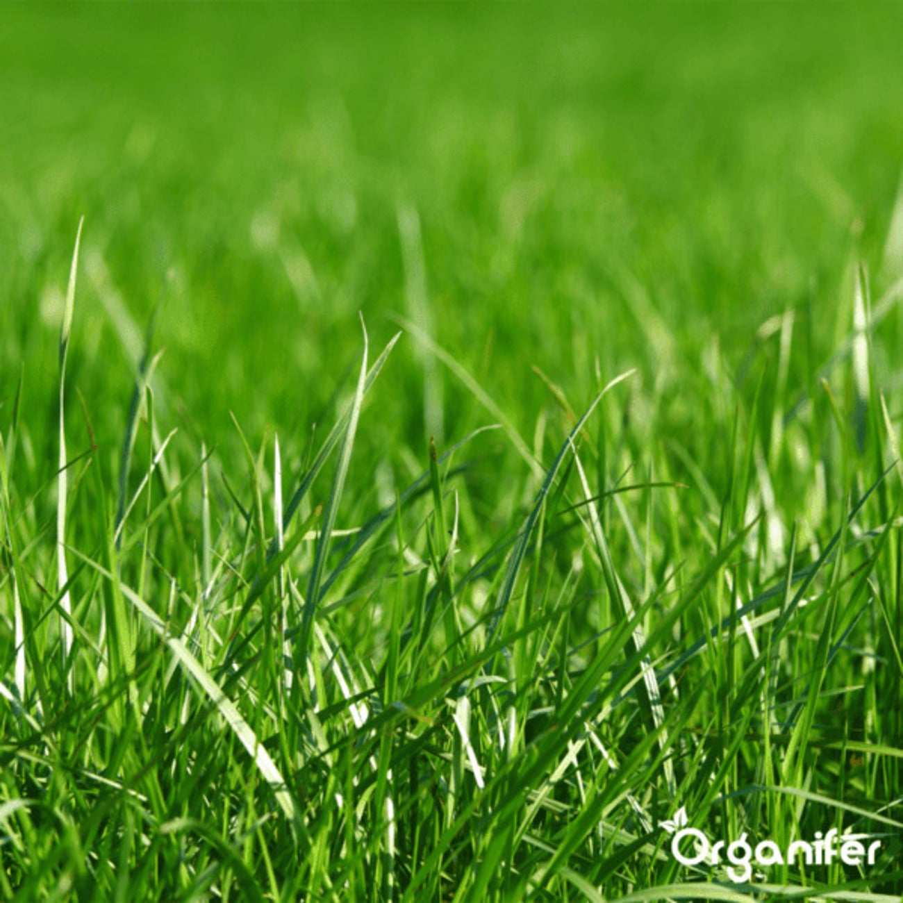 Bentonite Argile - Amendement De Sol - 48X = 960 Kg Pour 9600 M2 - Organifer - 8