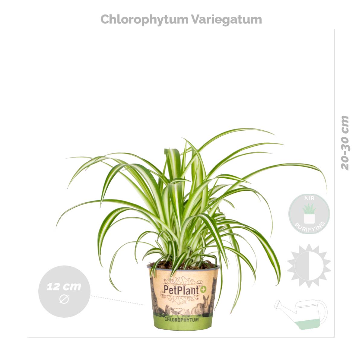 Lot de 4 - Mélange dépolluant - Dracaena, Dypsis, Chamaedorea, Chlorophytum - H. 20-40 cm - P. 12 cm - 4