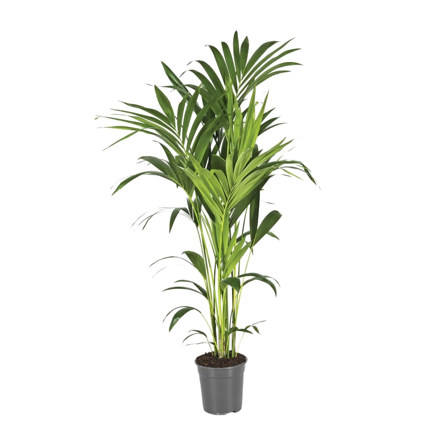Howea Forsteriana – Palma Kentia doniczkowa Ø21cm Wysokość 130cm Liście eleganckie
