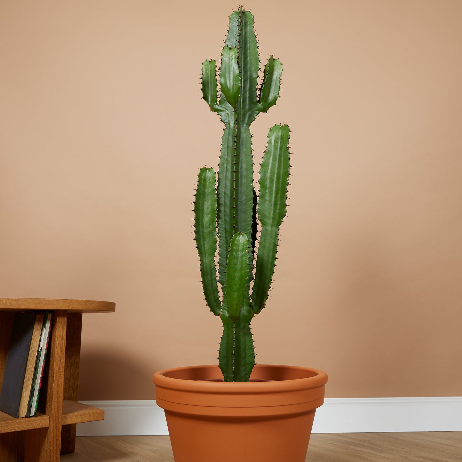 Euphorbia Acrurensis - Euphorbe - Cactus cowboy - Plante cactus - H. 100-120 cm - P. 24 cm - 2