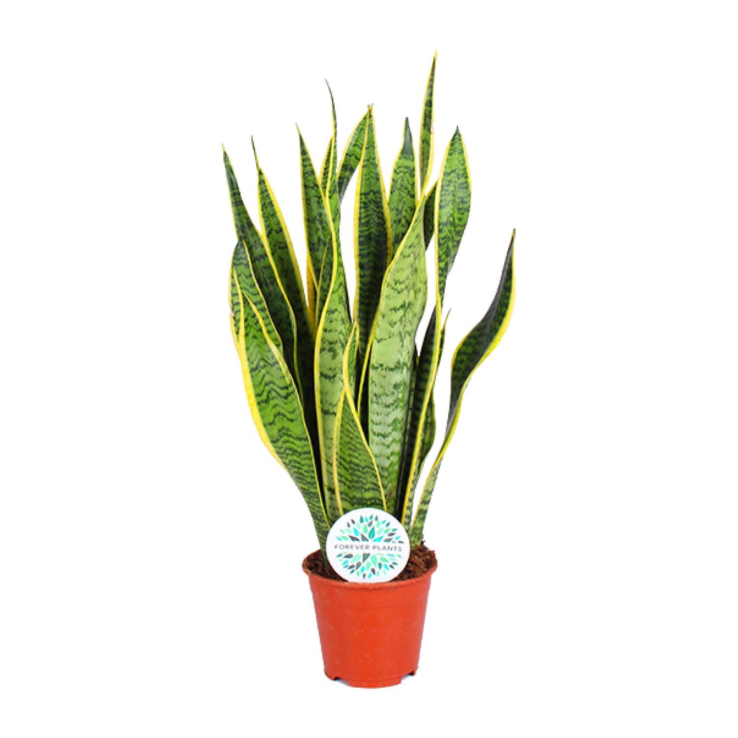 Sansevieria Trifasciata Laurentii - Elegancka roślina doniczkowa - Liście pionowe - Doniczka Ø14cm - Wysokość 50cm