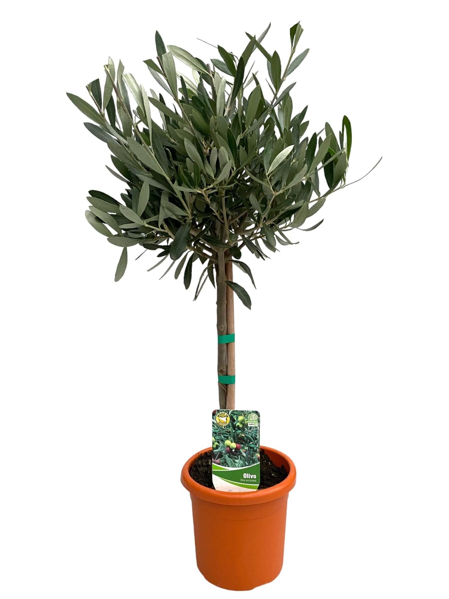 Olea Europaea "op Stam" Ø15cm Wys.60cm Oliwka do Wnętrz Roślina Doniczkowa