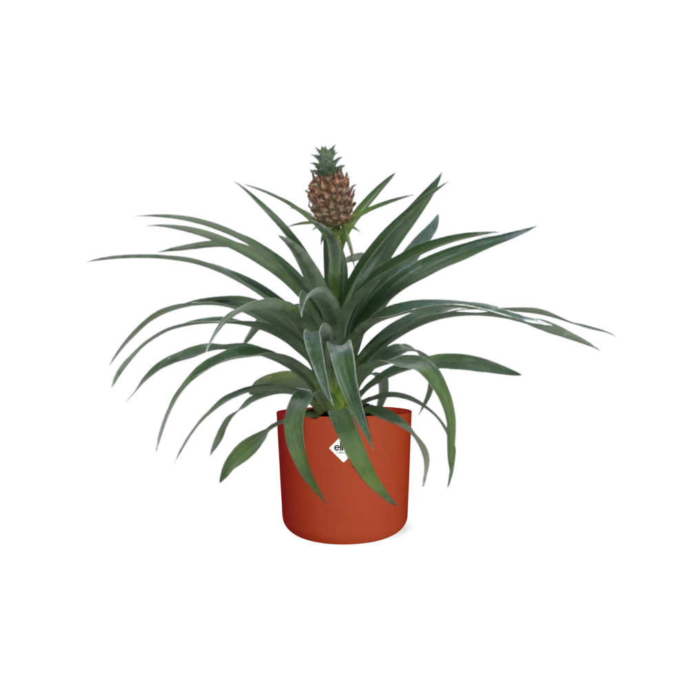 Plante Ananas Mi Amigo 12cm dans pot ELHO b.for soft rond 14cm, couleur — free download