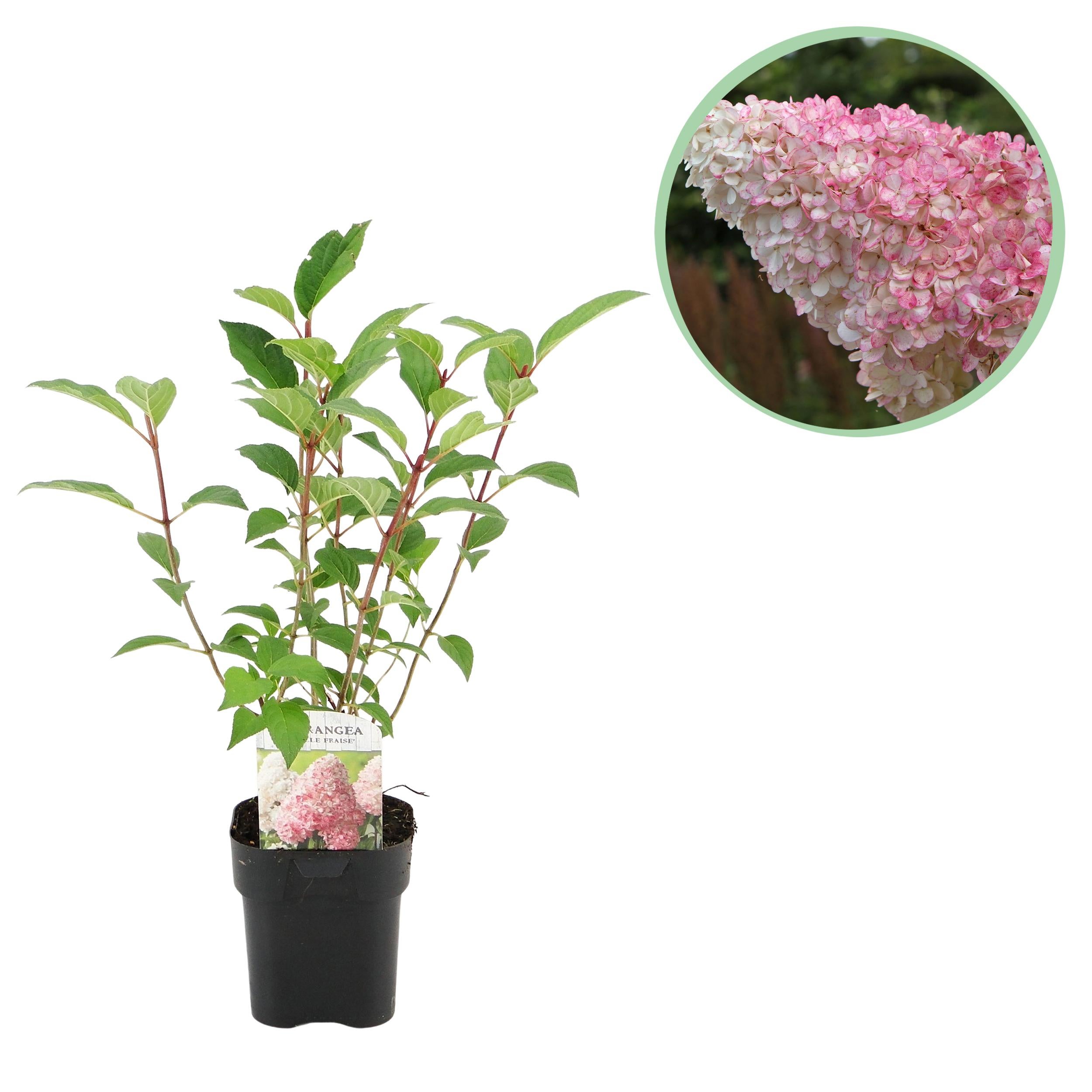 Hydrangea Panniculata Vanille Fraise 50 cm – Hortensja bukietowa, 1 roślina, liściasta, duże kwiaty, białe-różowe, doniczka 17 cm