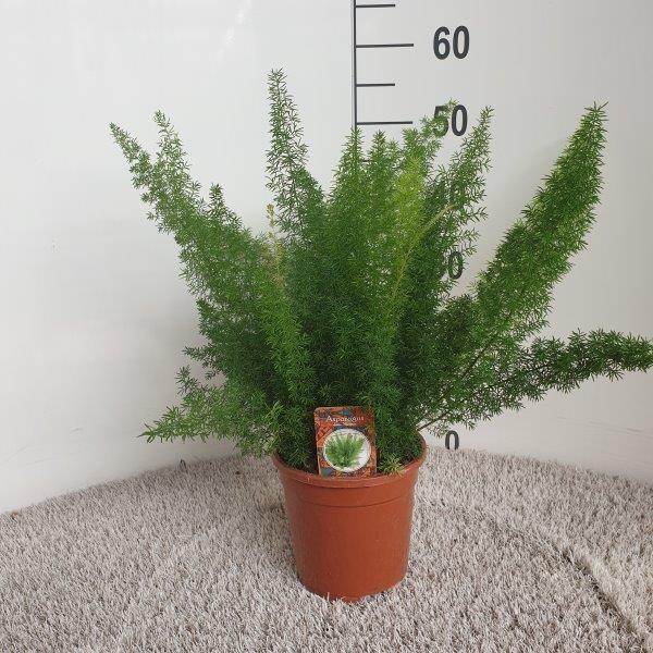 Asparagus D. Meyers Ø17cm - Roślina doniczkowa łatwa w pielęgnacji, paproć piórkowa 50 cm