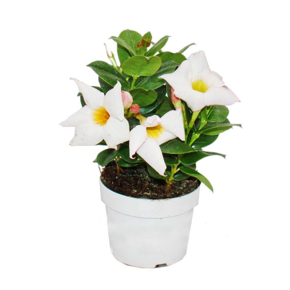 Dipladenia - Gelsomino del Cile - vaso da 10 cm - set di 3 piante - mix di colori - 4