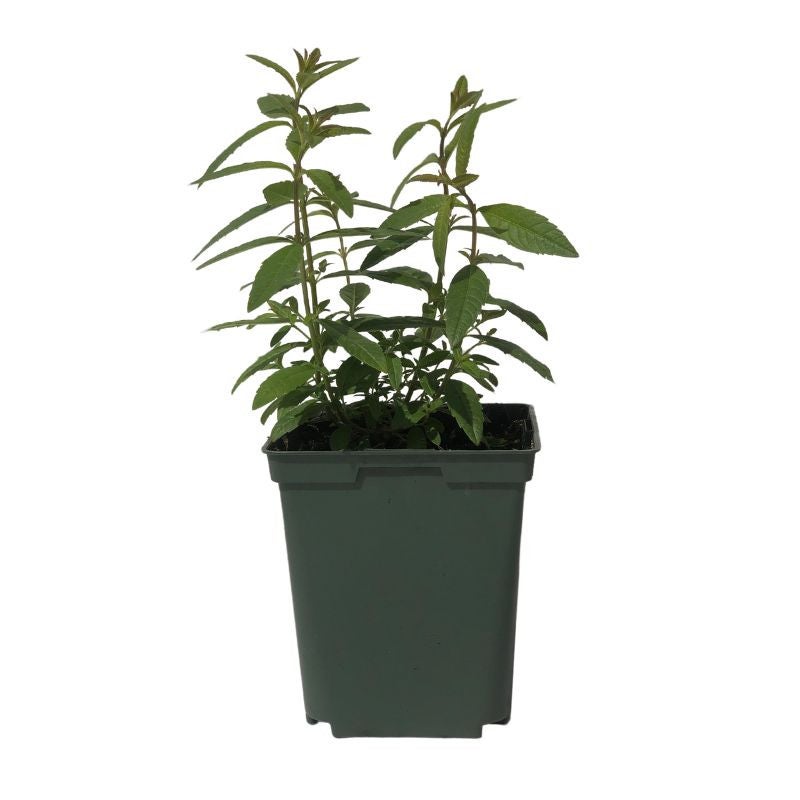 Plant Verveine Citronelle anti-moustique - 4