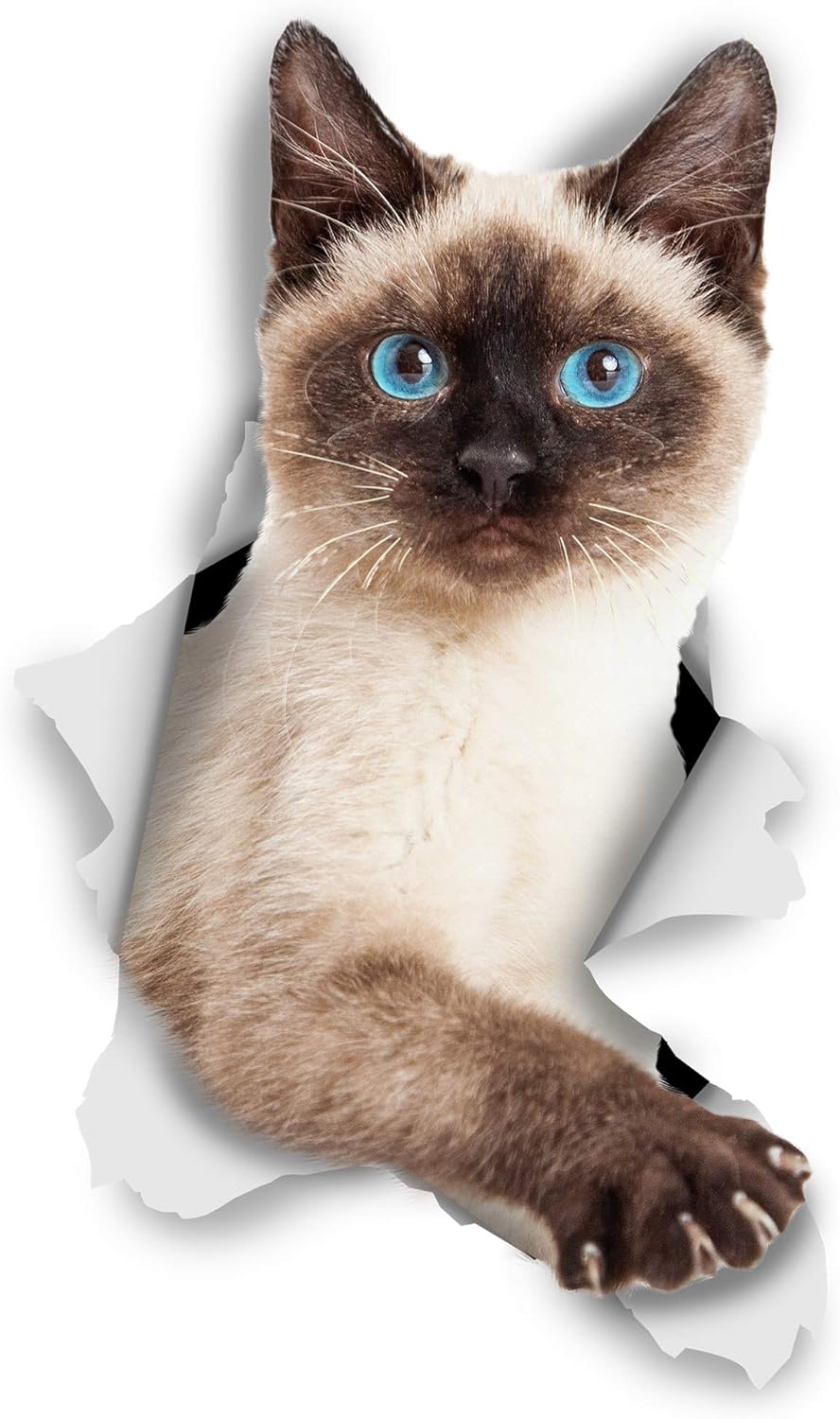 Naklejki Kot na Muraux 3D - Paquet de 2 - Stickers Décoratifs Drole - Stickers Siamois Chat Chaton Pour Mur - Frigo - Toilette - Salle 7*12CM
