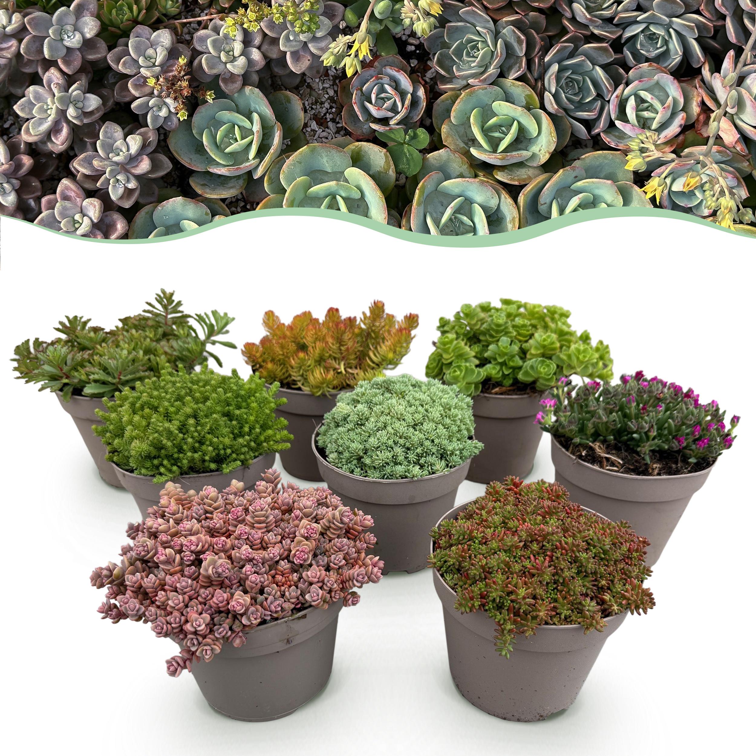 Rośliny Okrywowe Alpine Mix – 8 roślin – Kolory Różne – Niska Pielęgnacja – Doniczka 14 cm