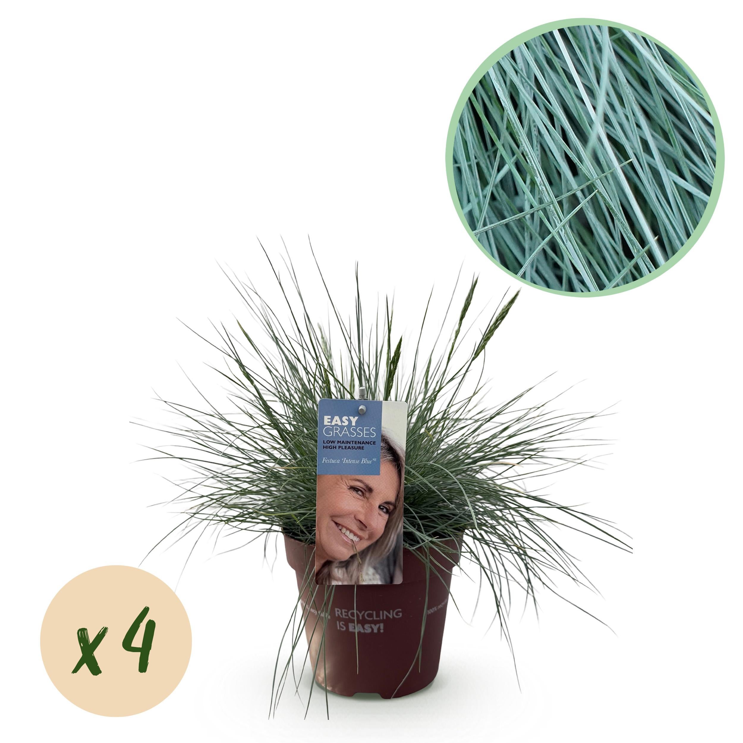Festuca glauca Intense Blue – Trawa Ozdobna Niebieska – 4 Sztuki – Zimozielona – Niskie Wymagania – Doniczka 17 cm – Wys 50 cm