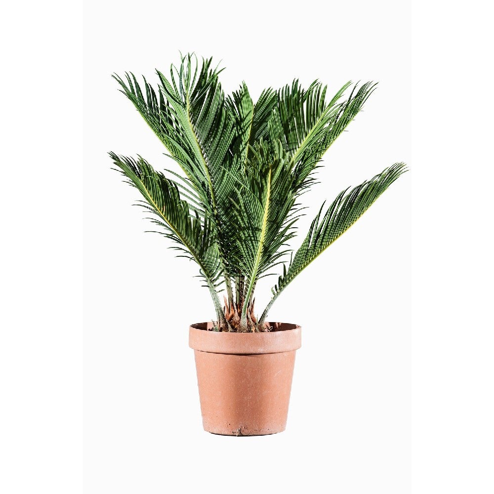 CONCIME in FIALETTA NUTRE GIUSTO piante verdi interno appartamento Cycas FLORTIS - 2