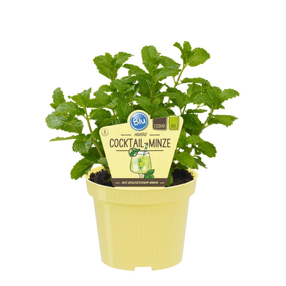 HUGO menta - menta da cocktail in qualità biologica - Mentha spicata - pianta erbacea in vaso da 12 cm - 3
