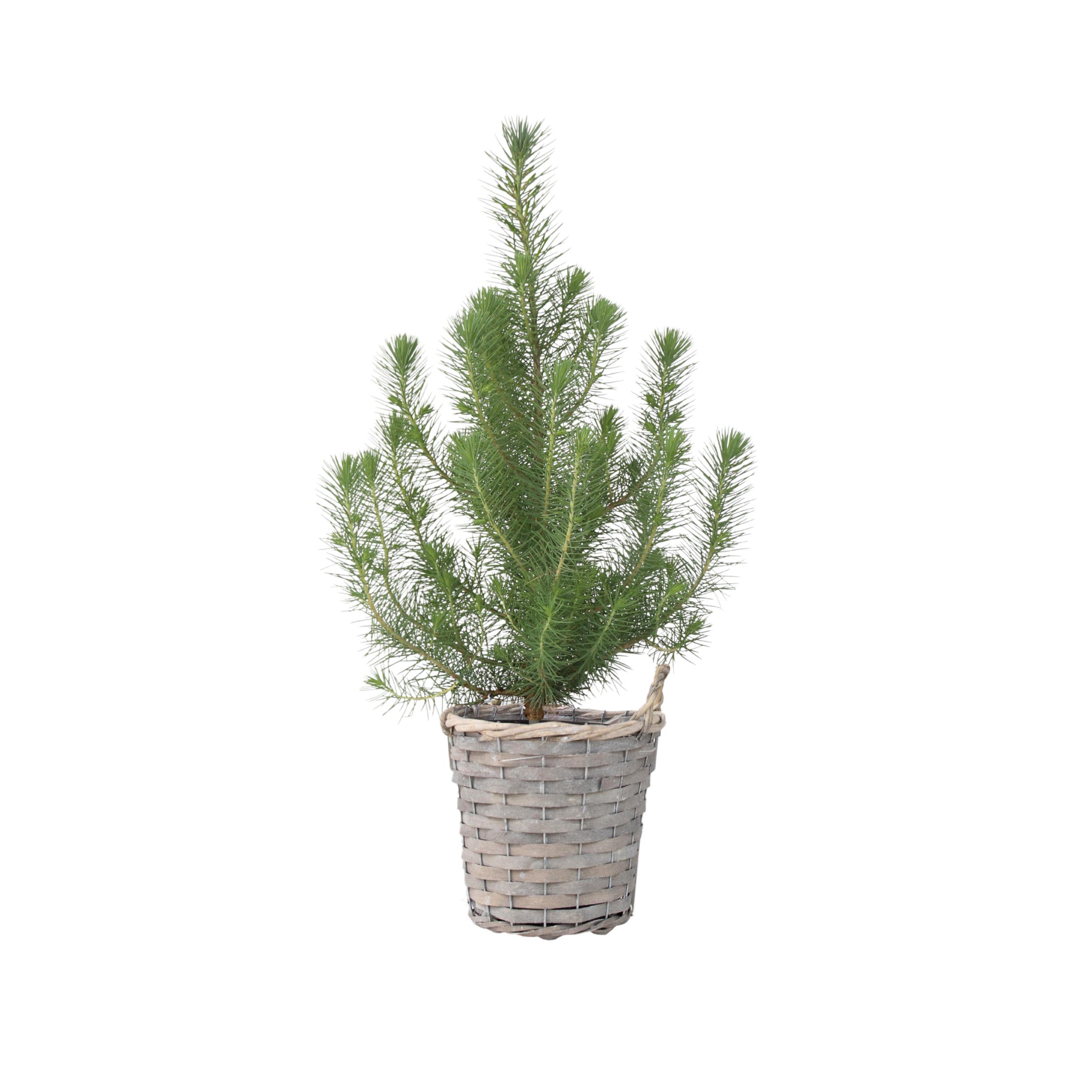 Pianta Sempreverde Esterno In Vaso - Altezza 100/130cm Per Giardino Pino Domestico Pinus Pinea - Foto 6