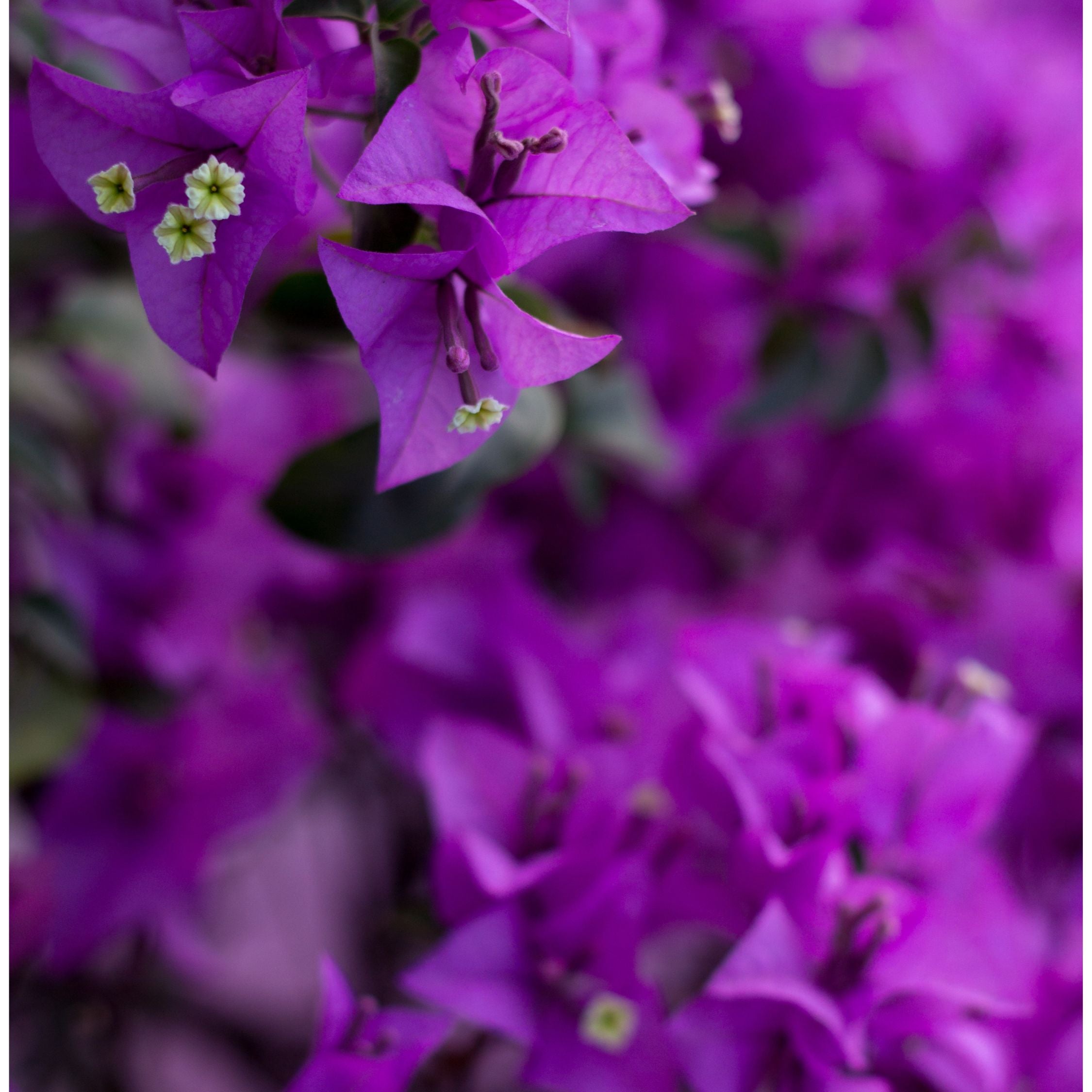 Bougainvillier - Bougainvillea 'Alexandra' - Hauteur 50-60cm - ⌀17cm - 5