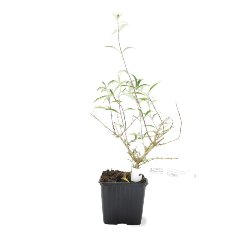Arbre aux papillons 'Nanho Purple' (Buddleja davidii 'Nanho Purple') - Godet - Taille 10/15cm - Pépinières Naudet - 3