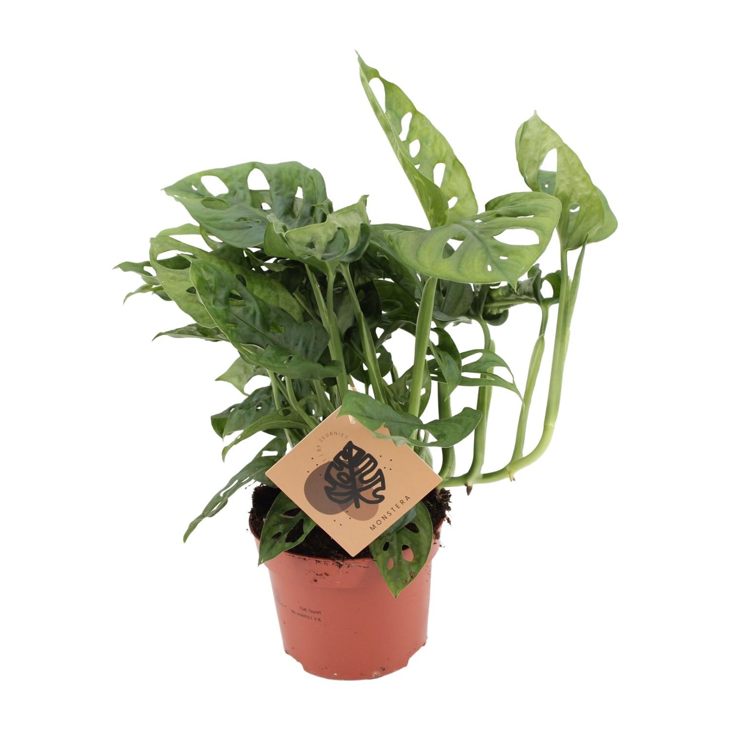 Monstera Monkey Liść - Roślina Doniczkowa Ø12cm - Wysokość 30cm