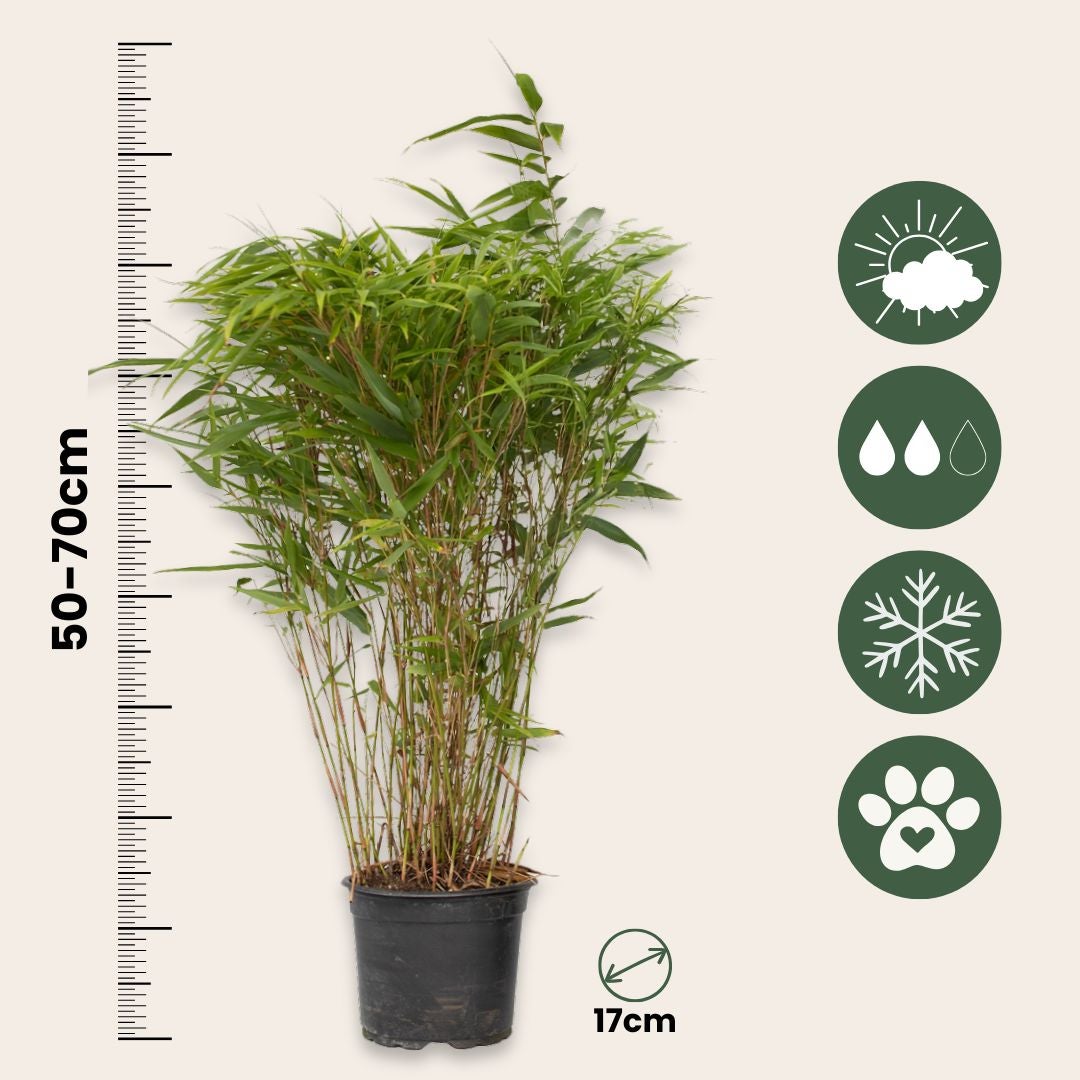 Bambou non-traçant - Set de 4 - Fargesia nitida 'Gansu' - H50-70cm - ⌀17cm - 2