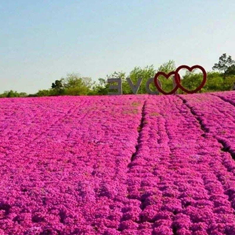 Un lot de 1&nbsp;000 graines de phlox rose Shibazakura, résistantes à l'hiver, idéales pour les jardins et les balcons. - 7
