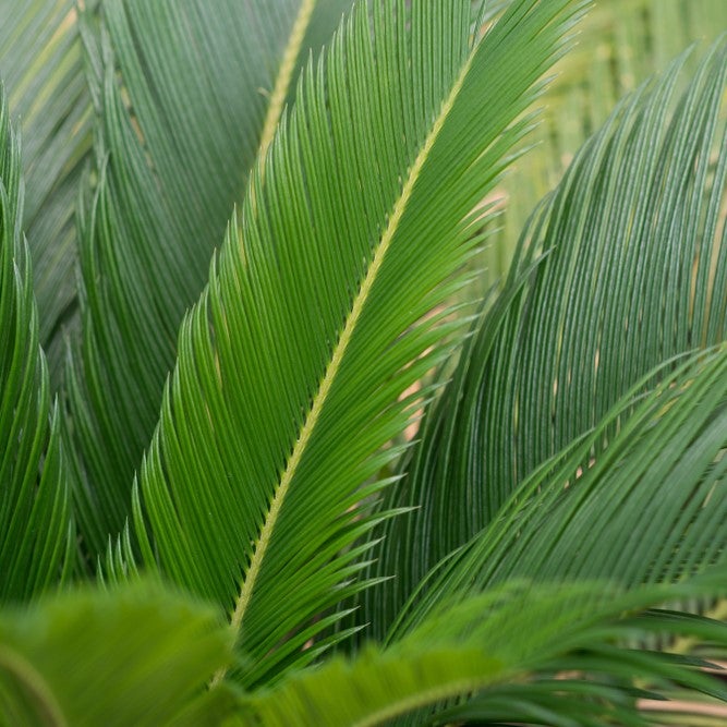 Lot de 2 - Cycas Revoluta - Palmier Sagou - Palmier d'intérieur - 30-40 cm de Haut - Pot 12 cm - 3