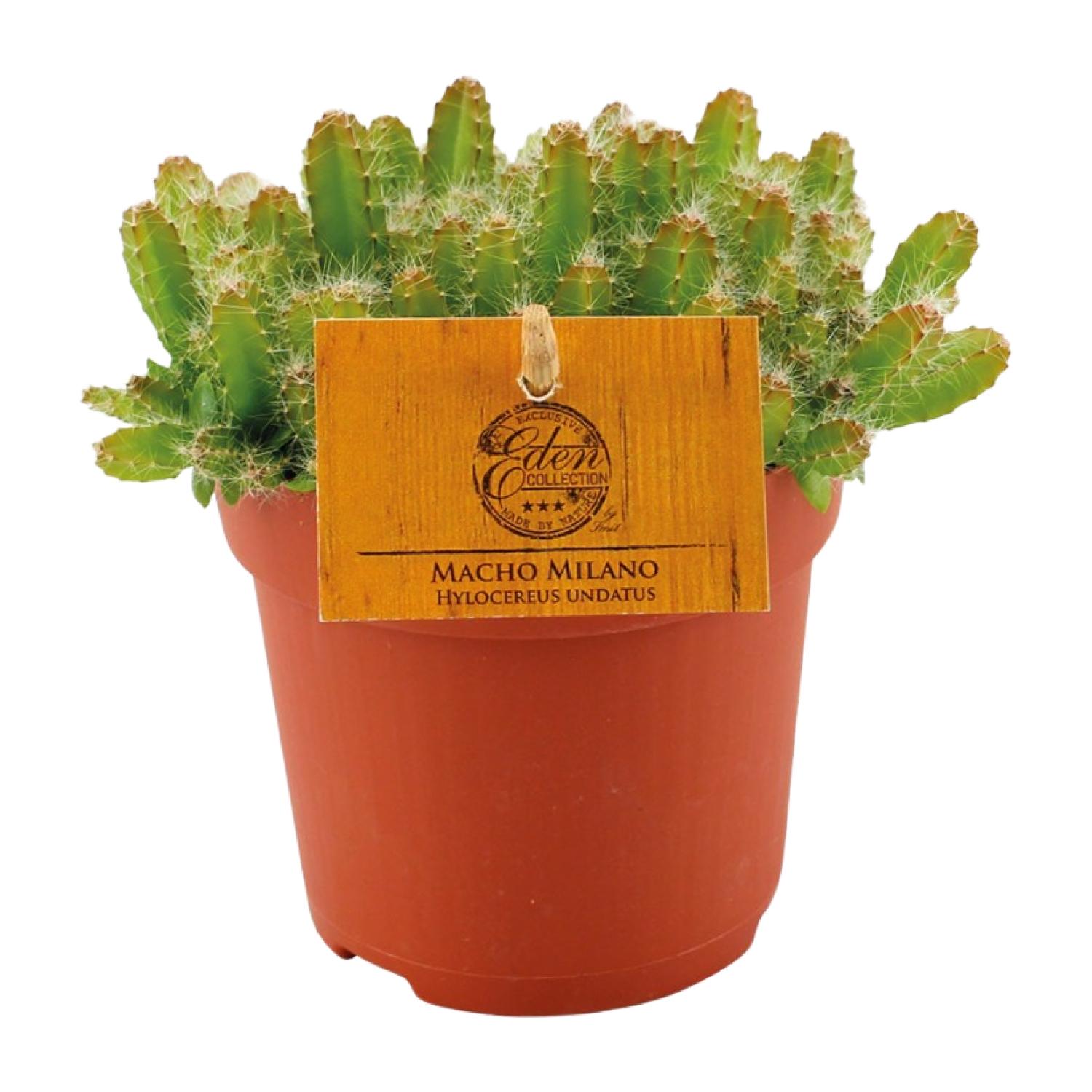 Hylocereus Undatus - Dekoracyjny kaktus doniczkowy - Doniczka Ø11cm - Wysokość 15cm