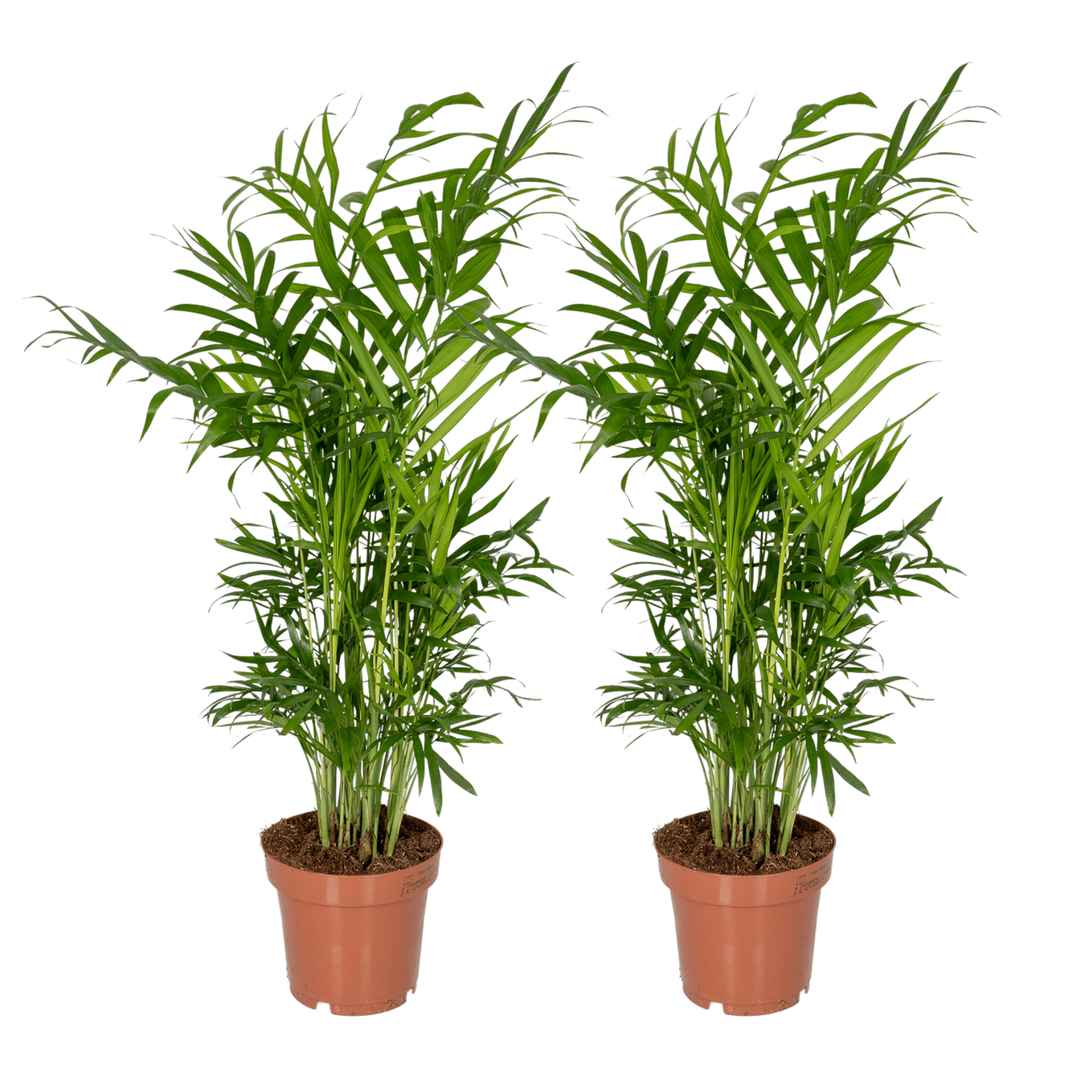 Chamaedorea Elegans Palma Doniczkowa - 2 Rośliny - Doniczka Ø12cm - Wysokość 40cm