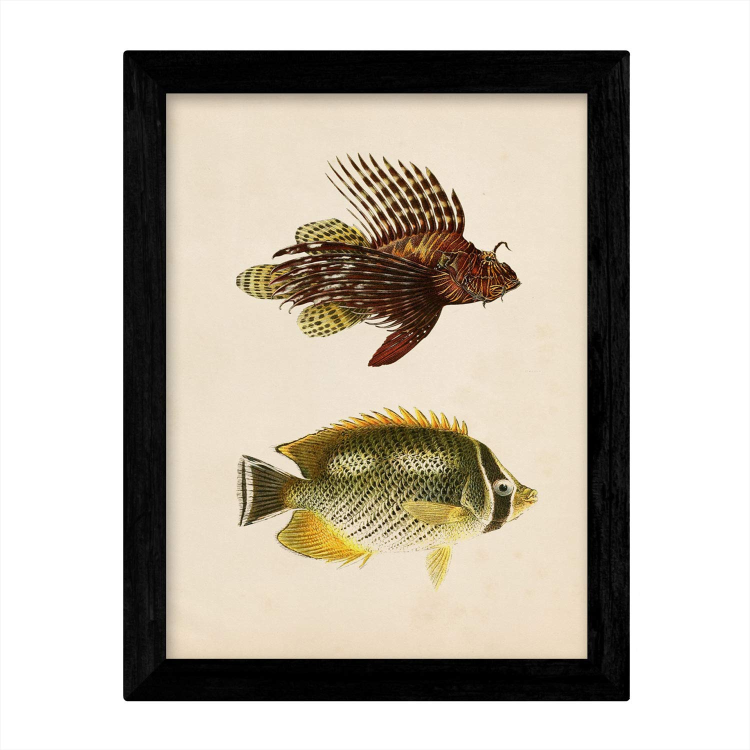 Set de 4 láminas de peces coloridos efecto vintage. composicion de 11 peces diferentes, fondo papel antiguo vintage. sin marco - a3