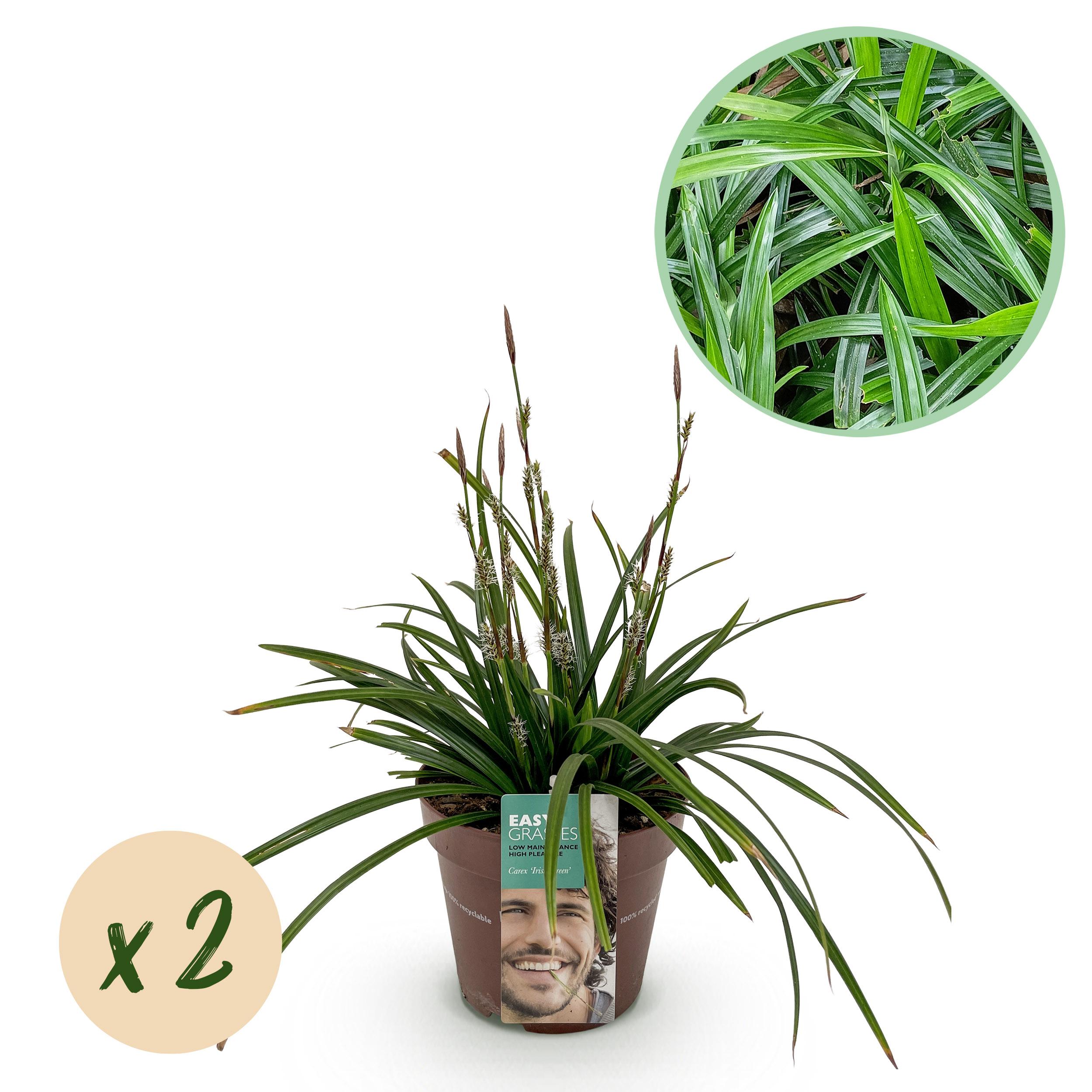 Carex morrowii Irish Green – Trawa ozdobna zielono-żółta – Zimozielona – 2 rośliny – Doniczka 17 cm – Wysokość 50 cm