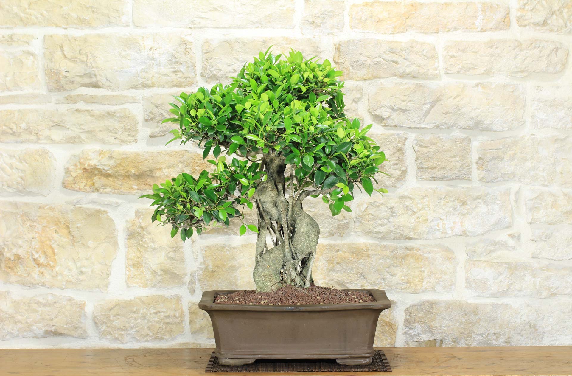 Bonsai di Ficus Retusa (164) | Leroy Merlin