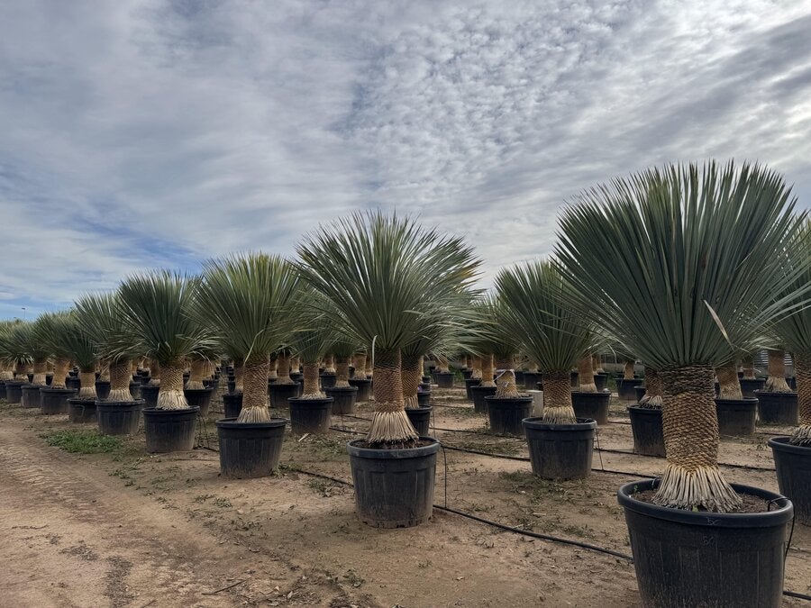 Sunny Tree - Yucca Rostrata - Palmier - Hauteur de la tige 50/60 cm - 180 cm - Lys de palmier rustique - 5