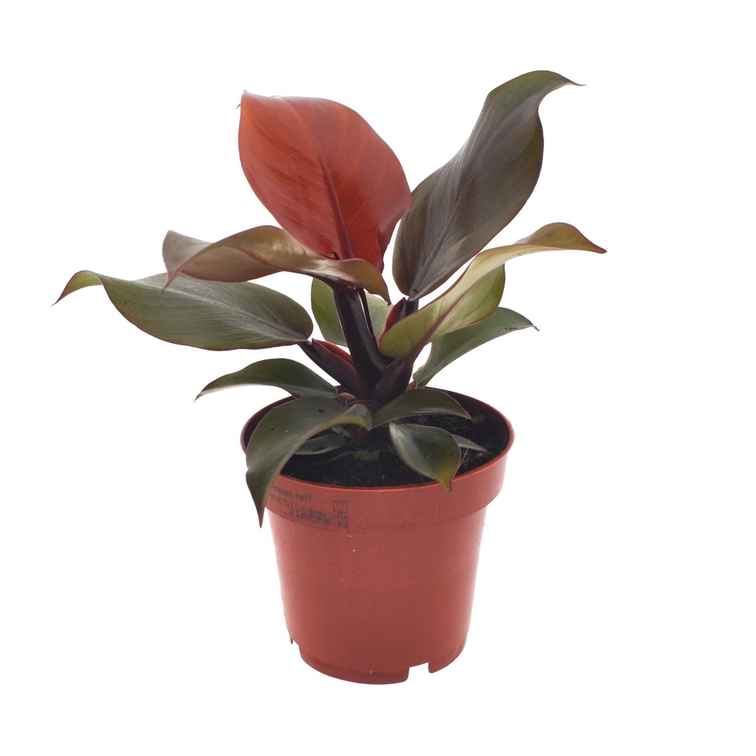 Philodendron Imperial Red Ø12cm Wysokość 25cm Roślina Wewnętrzna Czerwona