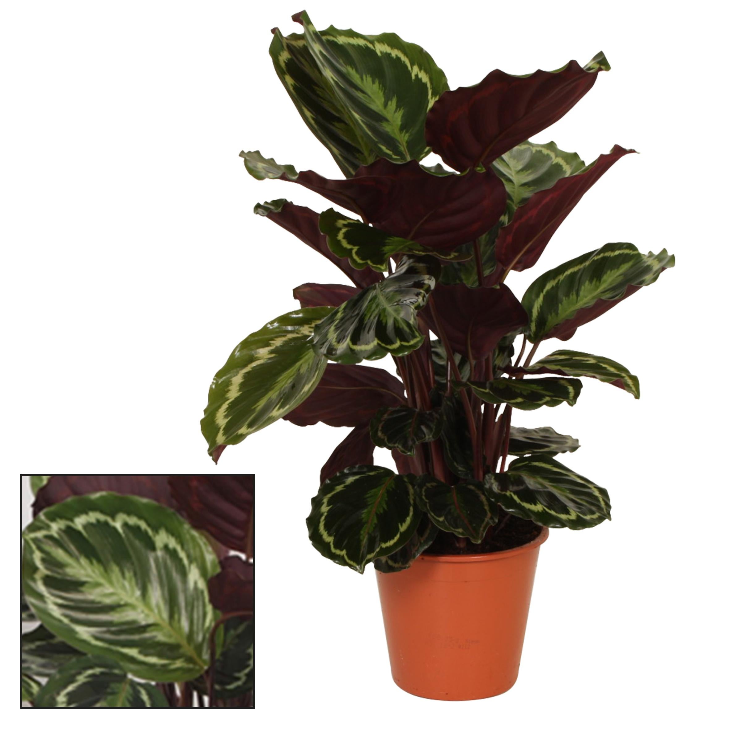 Calathea Medaillon Ø19cm ↕75cm Roślina Doniczkowa Ozdobna