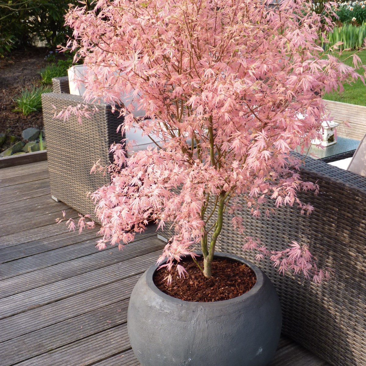 Érable du Japon - Acer palmatum 'Taylor' - Hauteur 50-60cm - ⌀19cm - 3