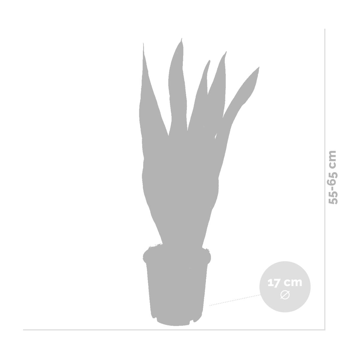 Sansevieria Laurentii - Langue de belle-mère - Plante d’intérieur - H. 50-70 cm - P. 17 cm - 4