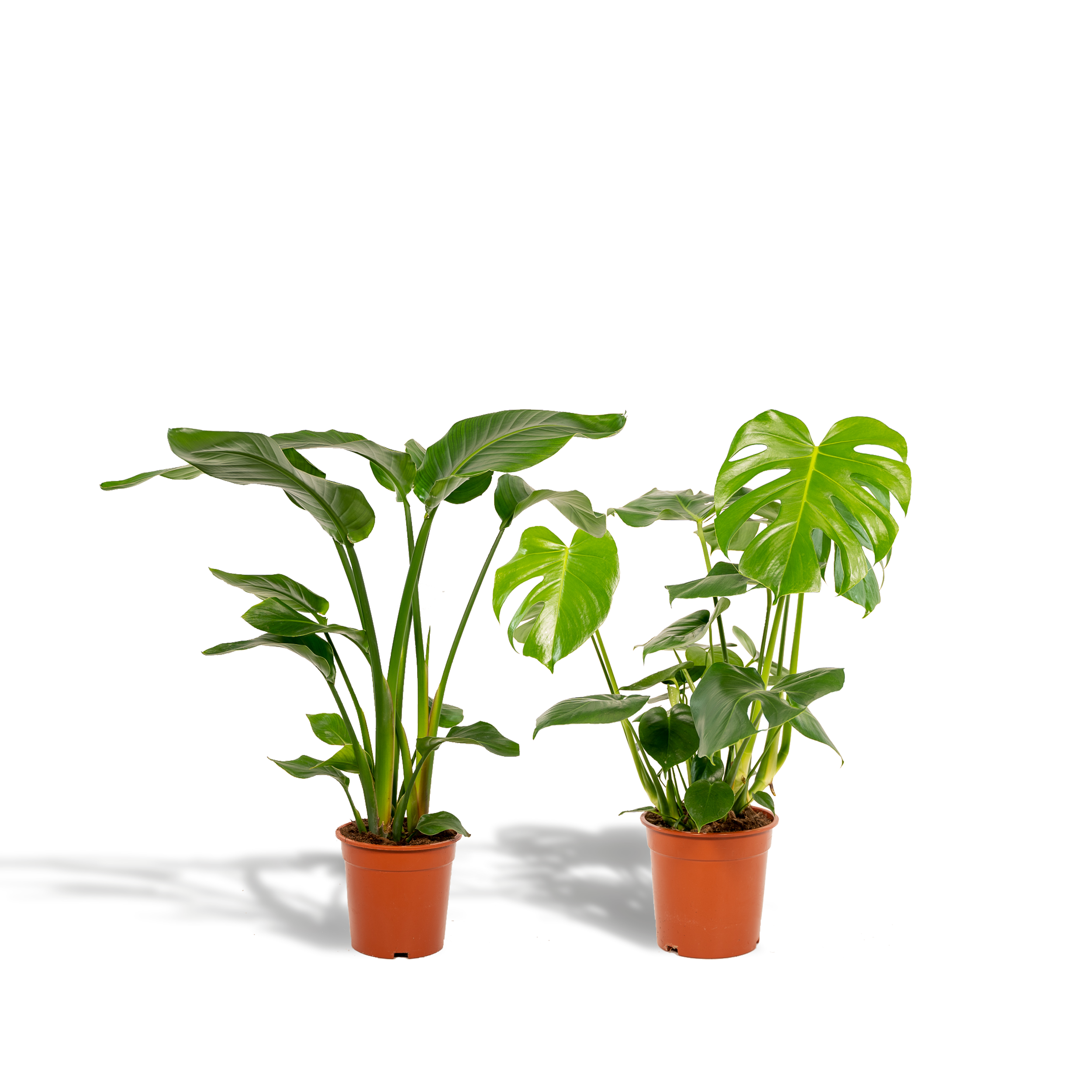 Rośliny doniczkowe Strelitzia Nicolai Ø19cm H85cm + Monstera Deliciosa Ø21cm H75cm tropikalne oczyszczające powietrze