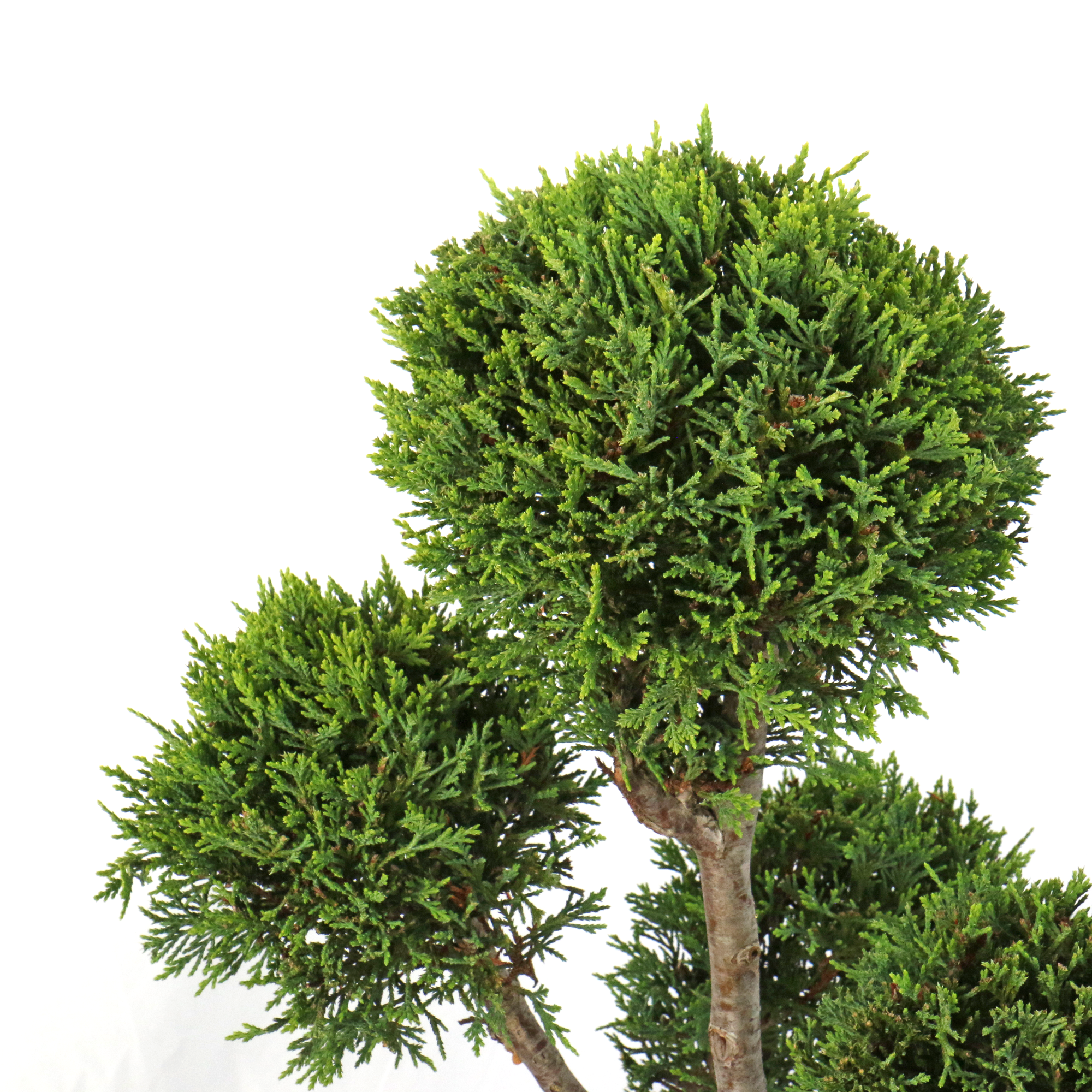 KENTIS - Cupressocyparis Leylandii Castlewellan Gold - Cyprès Pompon - Plantes d'Extérieur - H 140-160 cm Taille du Pot Ø 30 cm - 2