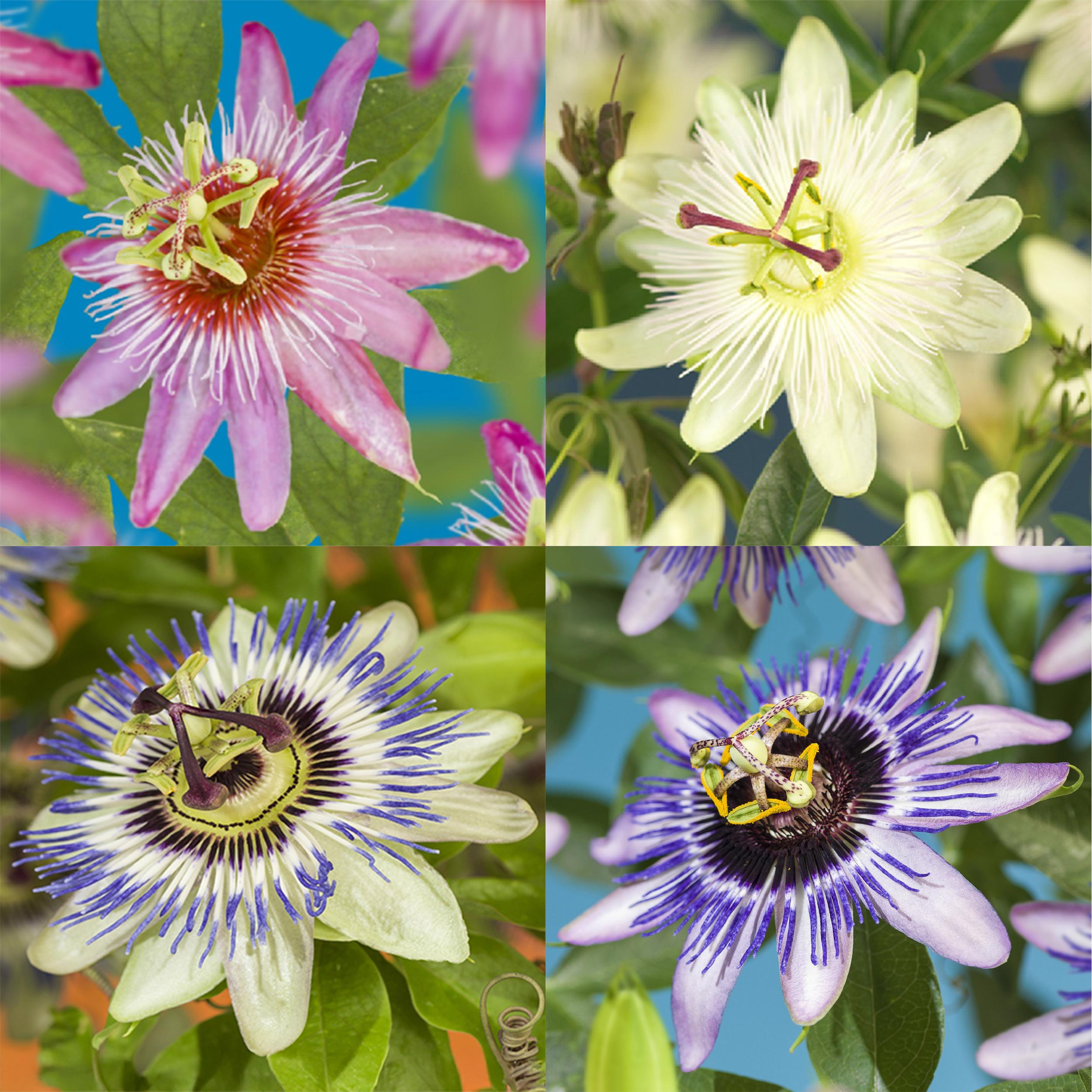Green boutiQ – Passiflora Rainbow – 4 piante – Fiori rosa, bianco, viola, verde – Facile cura – Vaso 11 cm – Altezza 40 cm - 4
